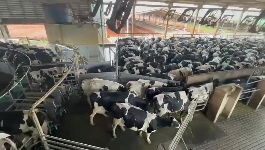 Intensive Feedlot Structure: Nutrition and Scale